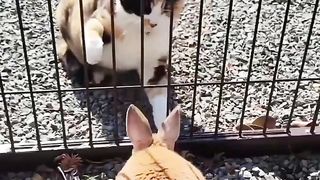 Funny Animal Videos 3