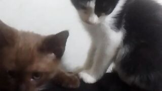 Selamat pagi gaes