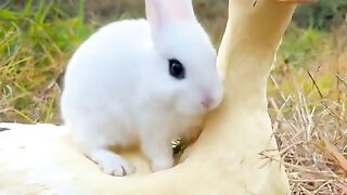 cute animals compile