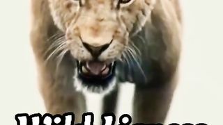 Wild Lioness | Alex & Rus | Lion Song | Tik Tok | Lion Video compilation | Full Screen | Lion roar