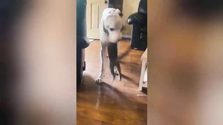 Funny Animal Videos ????????Grinning With Dogs And Cats ????#1