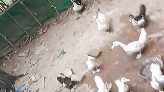 FUNNY DUCK