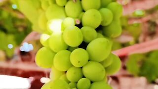 انگور Grapes ????????