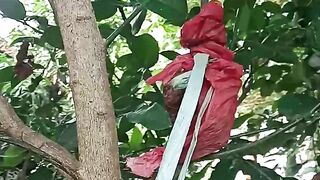 GRAFTING TREES