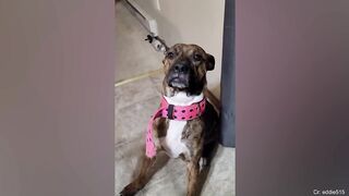 200% Can't Stop Laughing At These Funny Dogs