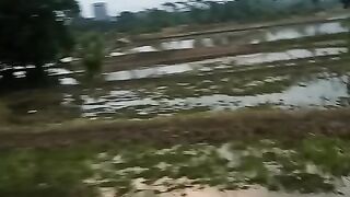 beautiful rice field view