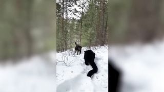 Les Chiens Les Plus Dangereux Au Monde! 2