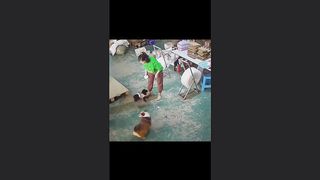 Funny cat compilation
