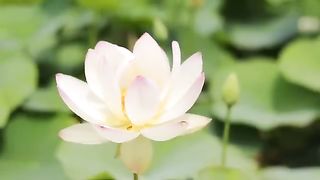 Surah Yaseen - Full Urdu Tarjuma ki Sath SURAH Yasin Urdu translation Full (HD)