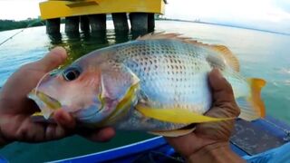Gak perlu jauh jauh mancing , dapat ikan besar