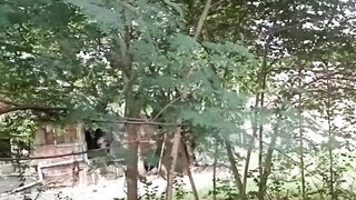 tree in the fence