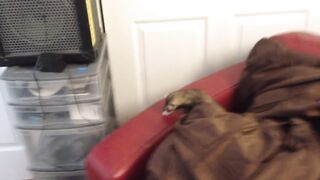 Cat VS Ferret