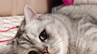Cute cat 26