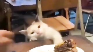 Funny cat want to eat food