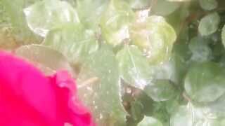Flowers 11