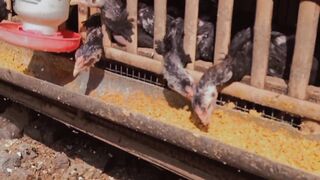 Kumpulan ayam di kandang lagi makan