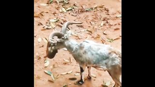 funny videos 14
