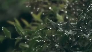 the calming soundsa of rain _________.