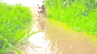 Dogs vedio