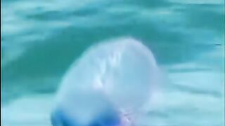 Bukan_Lokotre_ini_adalah_portuguese_man_o_war