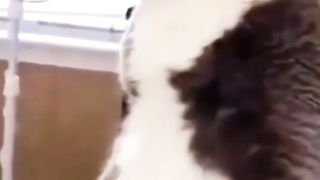 Ninja cat VS normal cat