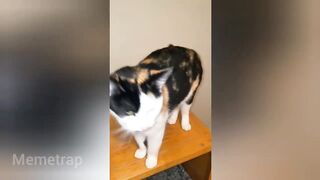 THE FUNNIEST TIK TOK MEMES Of May 2023 ???? |