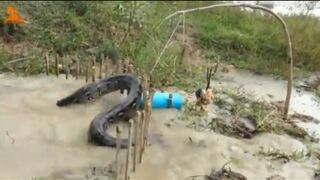 Python trap using live chicken as bait