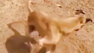 The rotating Dog