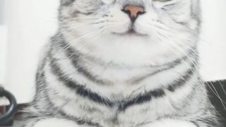 Cute  Cat