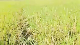 Sawah