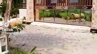 Funny sheep