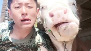 Funny Cow Funny Video #Funny