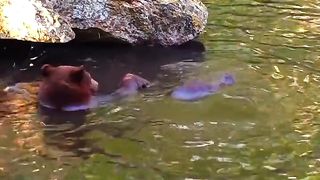 Bear living its best life.. ????