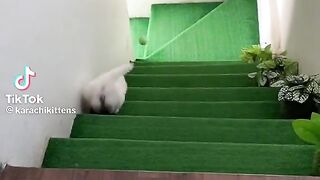 #funny cat 2