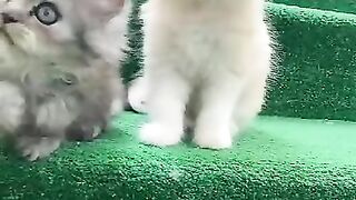 #babys cat cute