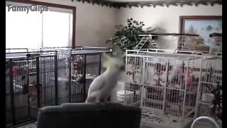Birds Dancing