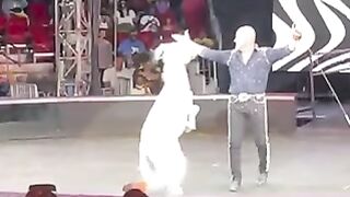Circus ????