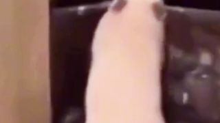 Ces animaux sont fou ????