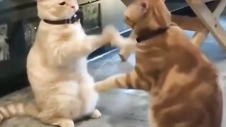 Best Cat funny video