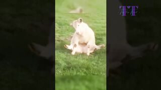 animals fail compilation