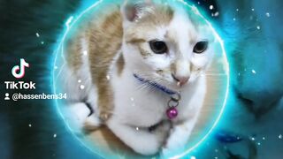 Tom my cat