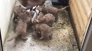 ZOO WORLD 2