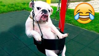 Funny Cats And Dogs Videos ???????? Funniest Animals Videos ZZZ