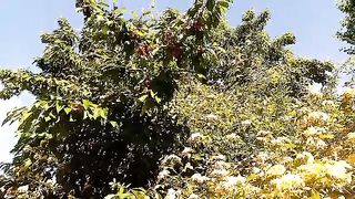 Charry fruit