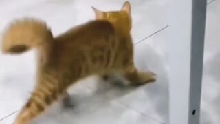 michael johnson dancer comedy vs Cat dance