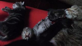 7 Days old kitten sleeping like a human