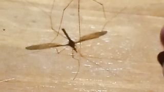 Tipula