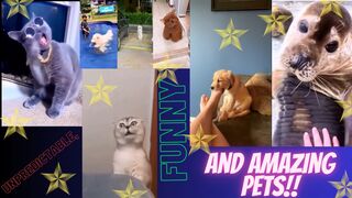 Angry, harmful, stubborn, funny pets.