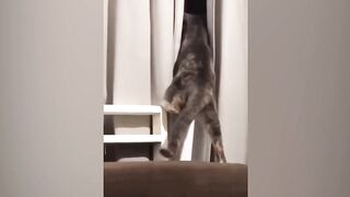 Funny Animals Video 2023 - Cats Being Weird - must watch!