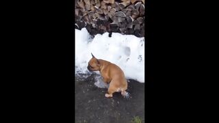 Funny Animals That Always Make Us LAUGH!???? #funnyanimal #animal